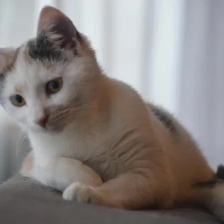 Suricka Bajka Apartment Loznica