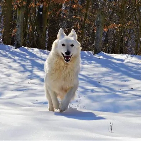 Apartment Suricka Bajka *