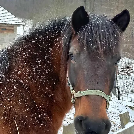 Apartment Suricka Bajka *