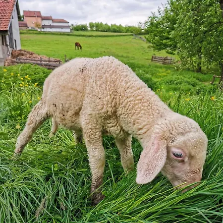 Suricka Bajka Lägenhet Loznica