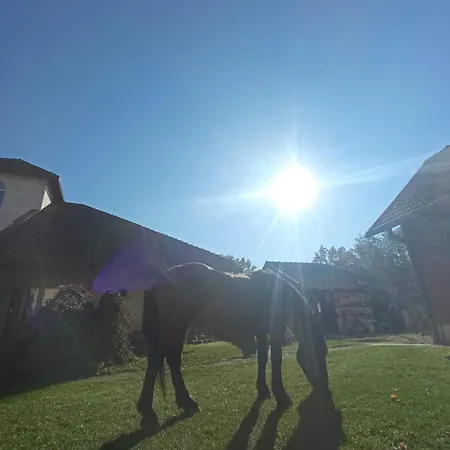 Suricka Bajka * Loznica