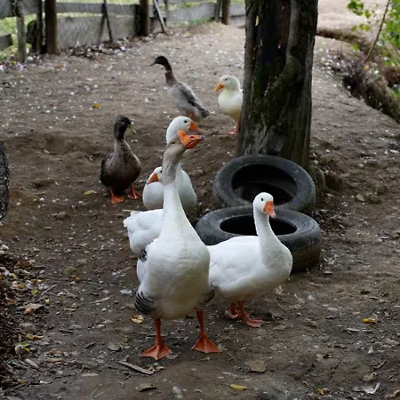 Suricka Bajka Lägenhet