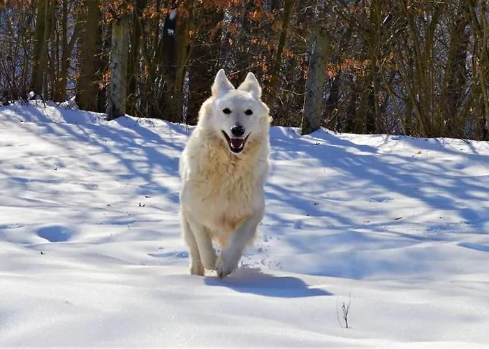 Apartment Suricka Bajka *