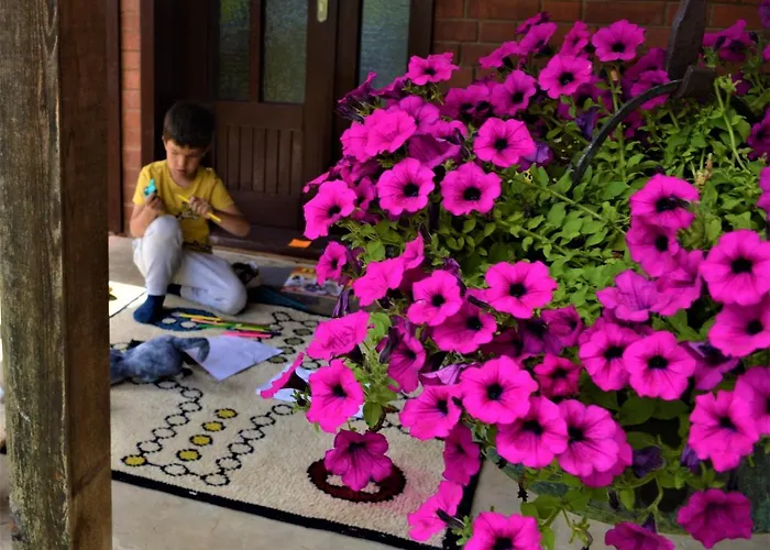 Suricka Bajka Loznica