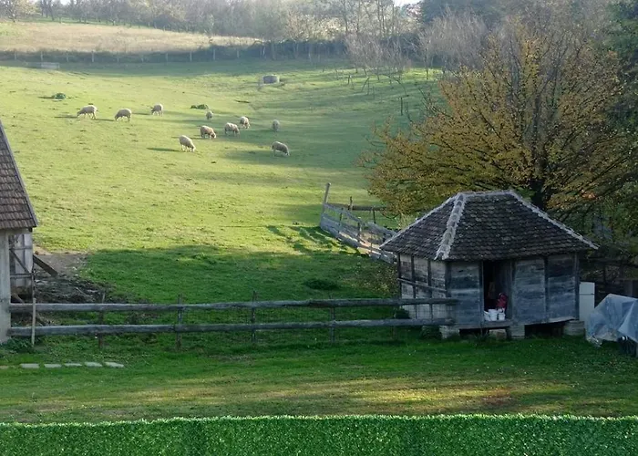 Suricka Bajka * Loznica