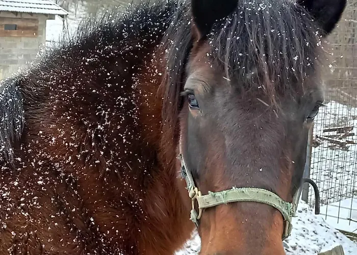 Apartment Suricka Bajka *