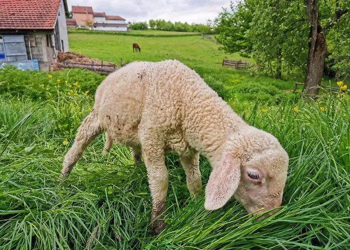 Suricka Bajka Apartment Loznica