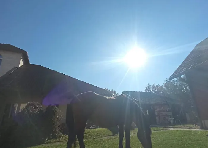 Suricka Bajka * Loznica