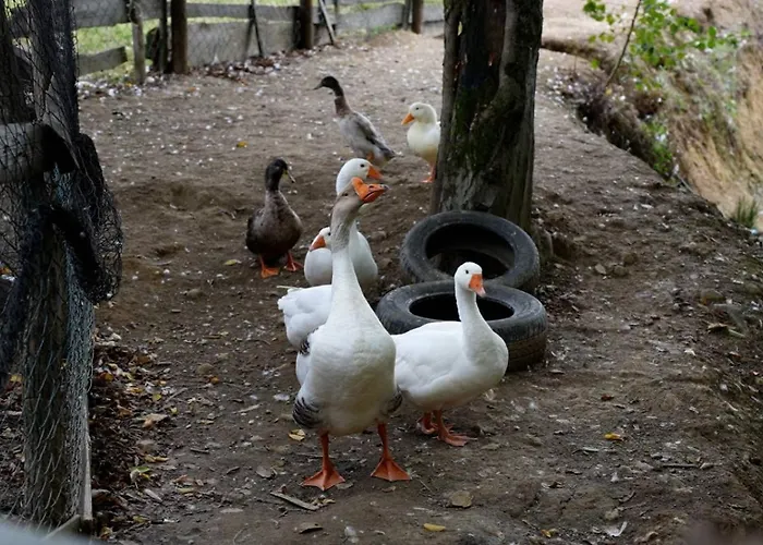 Suricka Bajka Apartment